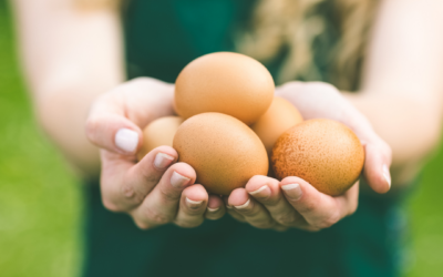 Alimentação complementar – o ovo!